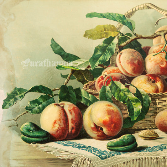 Bowl of Peaches by Francesca Alexander - Chromolithograph Print