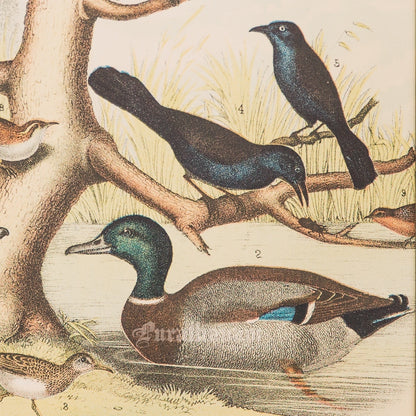 Bird - Chromo lithograph print (Plate - LII) by Theodore Jasper -  Bird Art / Avian Art
