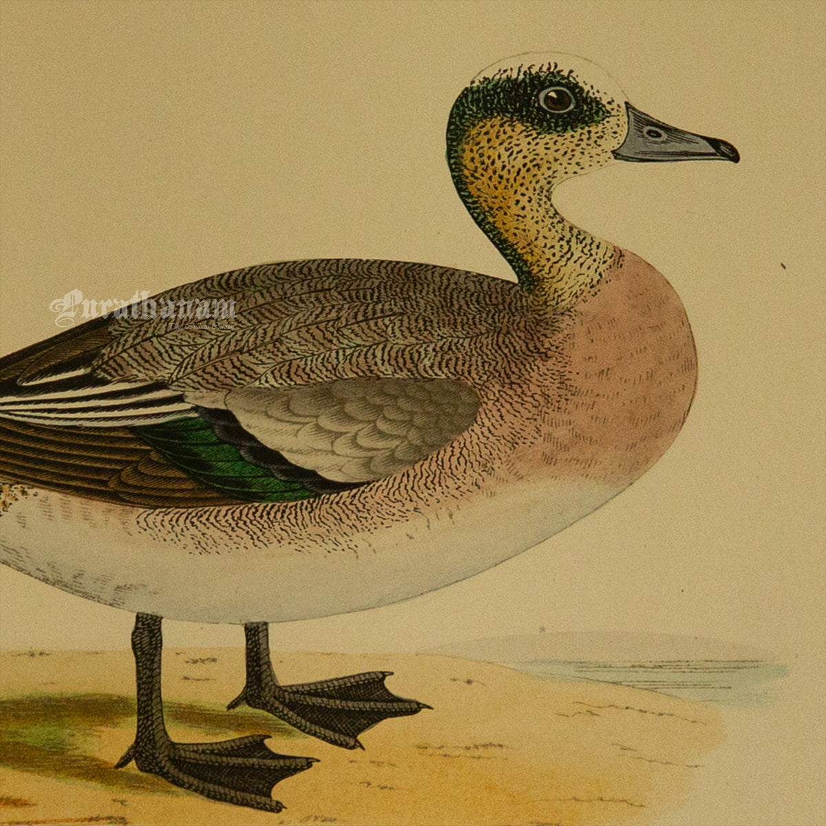 Bird -American Wigeon - Hand-Coloured Wood Engraving - Bird Art / Avian Art