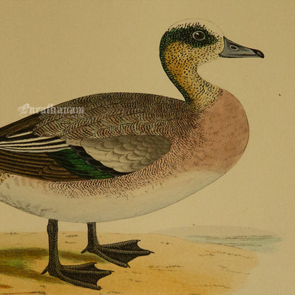 Bird -American Wigeon - Hand-Coloured Wood Engraving - Bird Art / Avian Art
