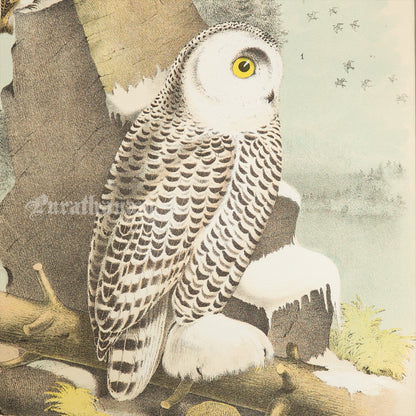 Bird - Snowy Owl Chromo lithograph print (Plate - X) by Theodore Jasper -  Bird Art / Avian Art