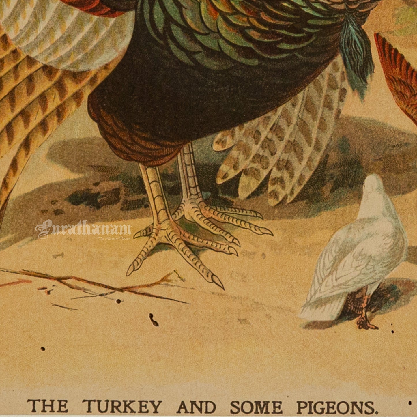 The Turkey and some Pigeons - Bird Art / Avian Art - Chromolithograph Print