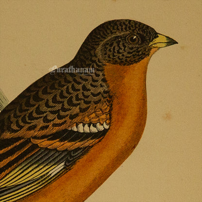 Bird -Mountain Finch- Hand-Coloured Wood Engraving - Bird Art / Avian Art