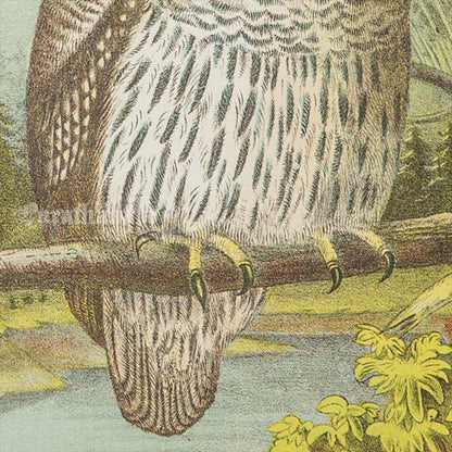 Bird - Barred Owl Chromo lithograph print (Plate - XXII) by Theodore Jasper -  Bird Art / Avian Art