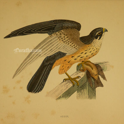 Bird - Hobby- Hand-Coloured Wood Engraving - Bird Art / Avian Art