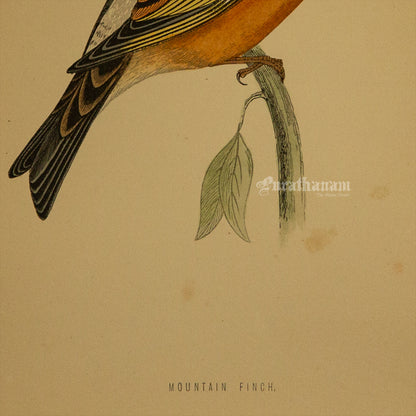 Bird -Mountain Finch- Hand-Coloured Wood Engraving - Bird Art / Avian Art