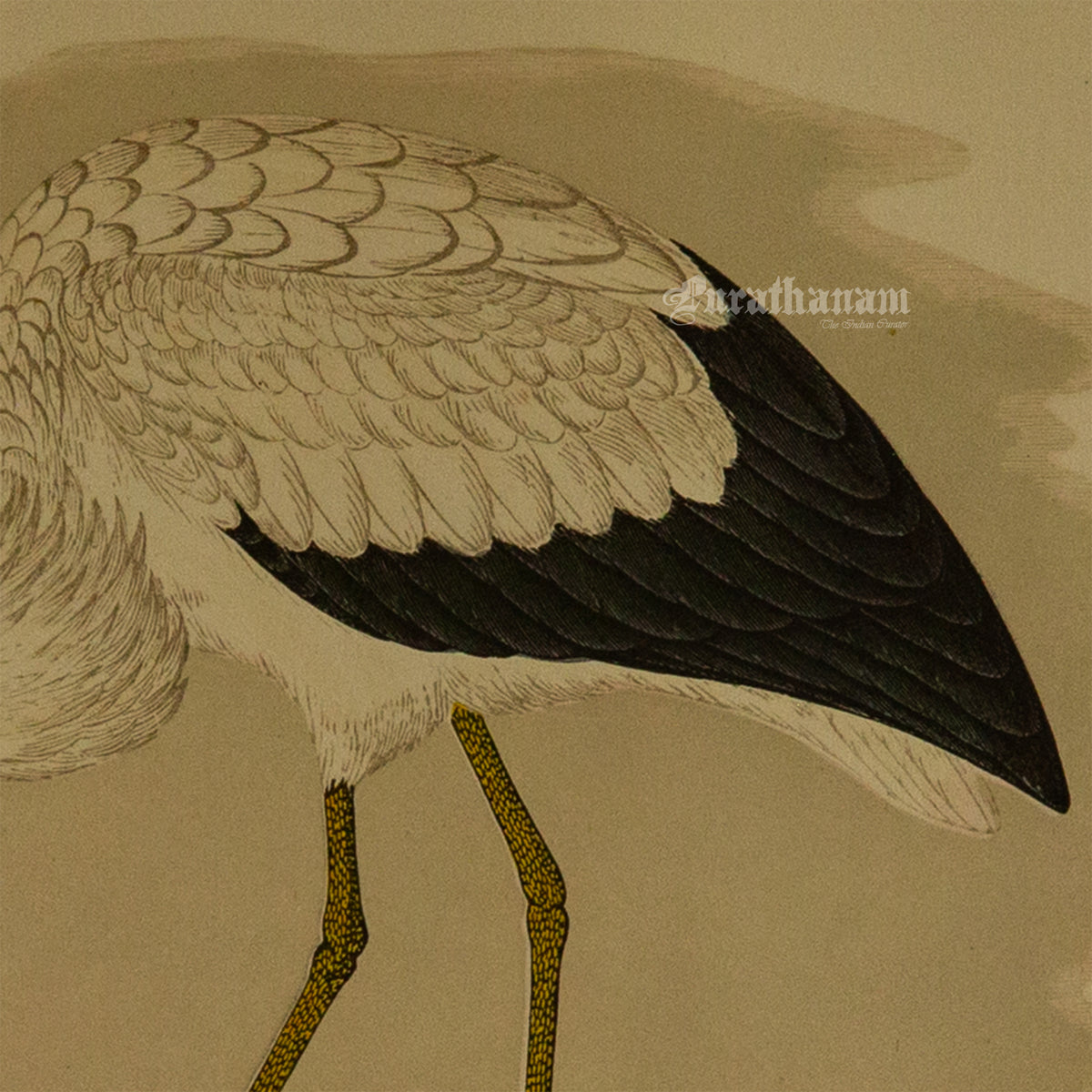 Bird - White Stork - Hand-Coloured Wood Engraving - Bird Art / Avian Art
