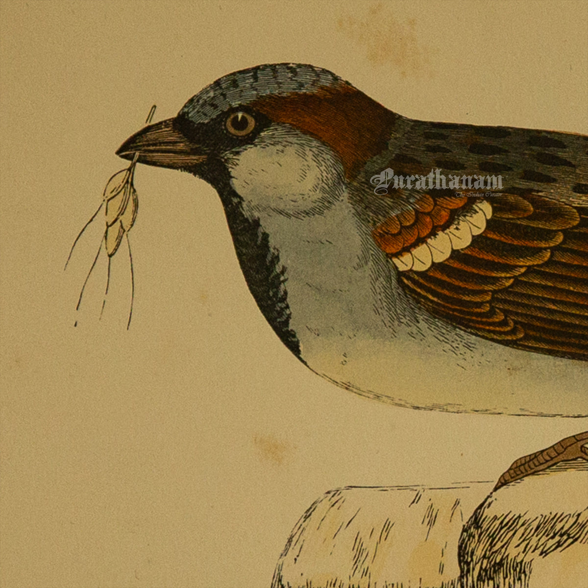 Bird -Sparrow - Hand-Coloured Wood Engraving - Bird Art / Avian Art