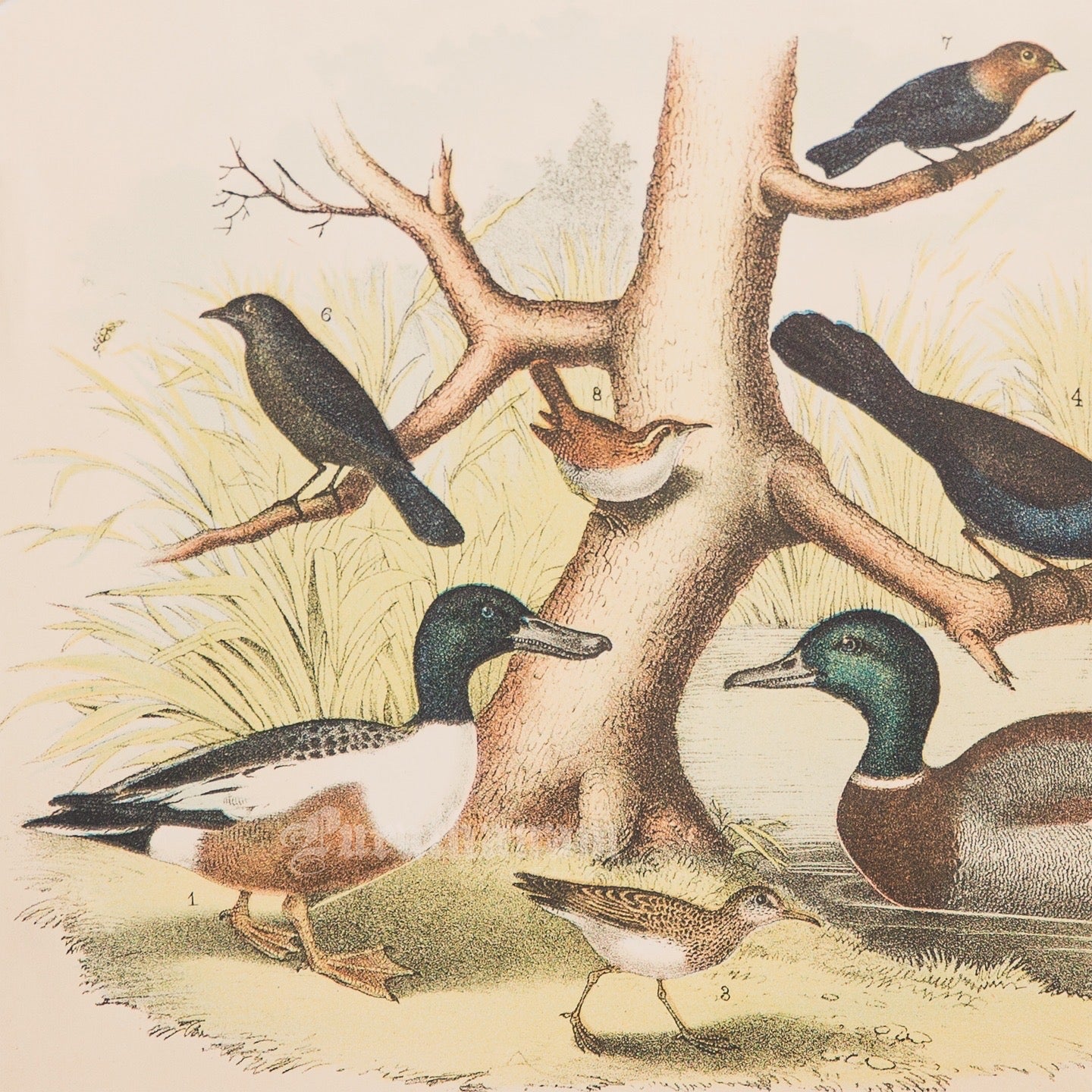 Bird - Chromo lithograph print (Plate - LII) by Theodore Jasper -  Bird Art / Avian Art