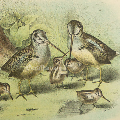 Bird - Chromo lithograph print (Plate - IX) -  Bird Art / Avian Art