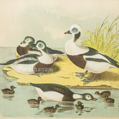 Bird - Chromo lithograph print (Plate - XXI) -  Bird Art / Avian Art