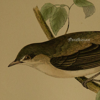 Bird - Garden Warbler - Hand-Coloured Wood Engraving - Bird Art / Avian Art