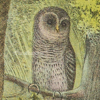 Bird - Barred Owl Chromo lithograph print (Plate - XXII) by Theodore Jasper -  Bird Art / Avian Art