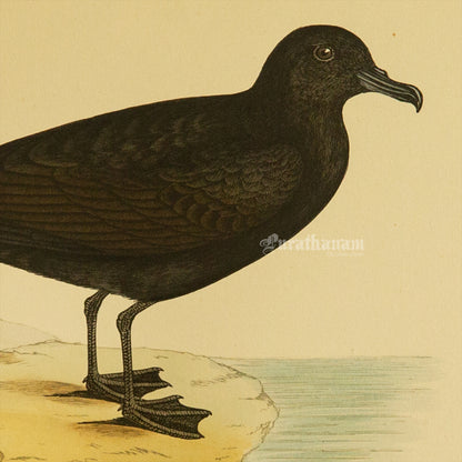 Bird -Bulwer’s Petrel - Hand-Coloured Wood Engraving - Bird Art / Avian Art