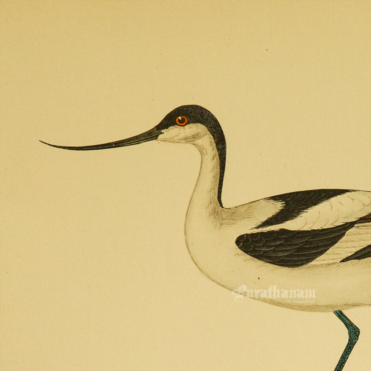 Bird -Avocet - Hand-Coloured Wood Engraving - Bird Art / Avian Art