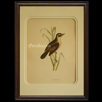 Bird -Sedge Warbler - Hand-Coloured Wood Engraving - Bird Art / Avian Art