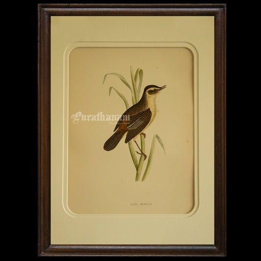 Bird -Sedge Warbler - Hand-Coloured Wood Engraving - Bird Art / Avian Art