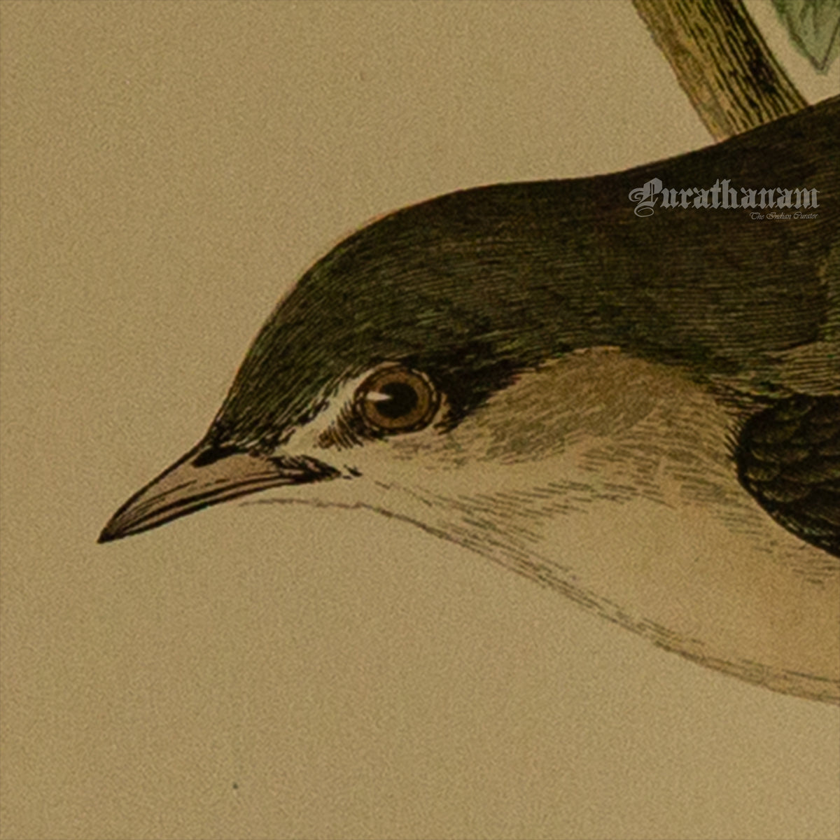 Bird - Garden Warbler - Hand-Coloured Wood Engraving - Bird Art / Avian Art
