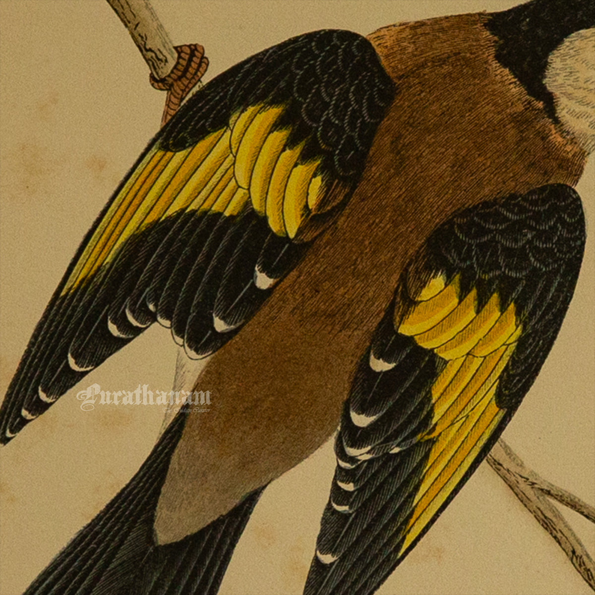 Bird -Gold Finch - Hand-Coloured Wood Engraving - Bird Art / Avian Art