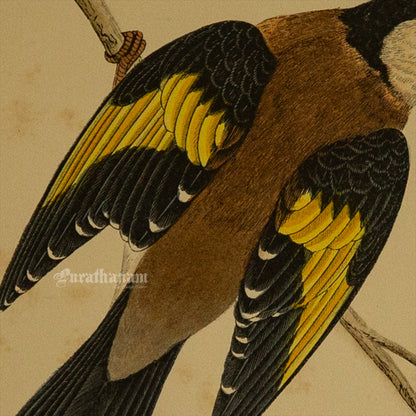 Bird -Gold Finch - Hand-Coloured Wood Engraving - Bird Art / Avian Art