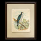 Bird - Chromo lithograph print (Plate - XX) by Theodore Jasper -  Bird Art / Avian Art