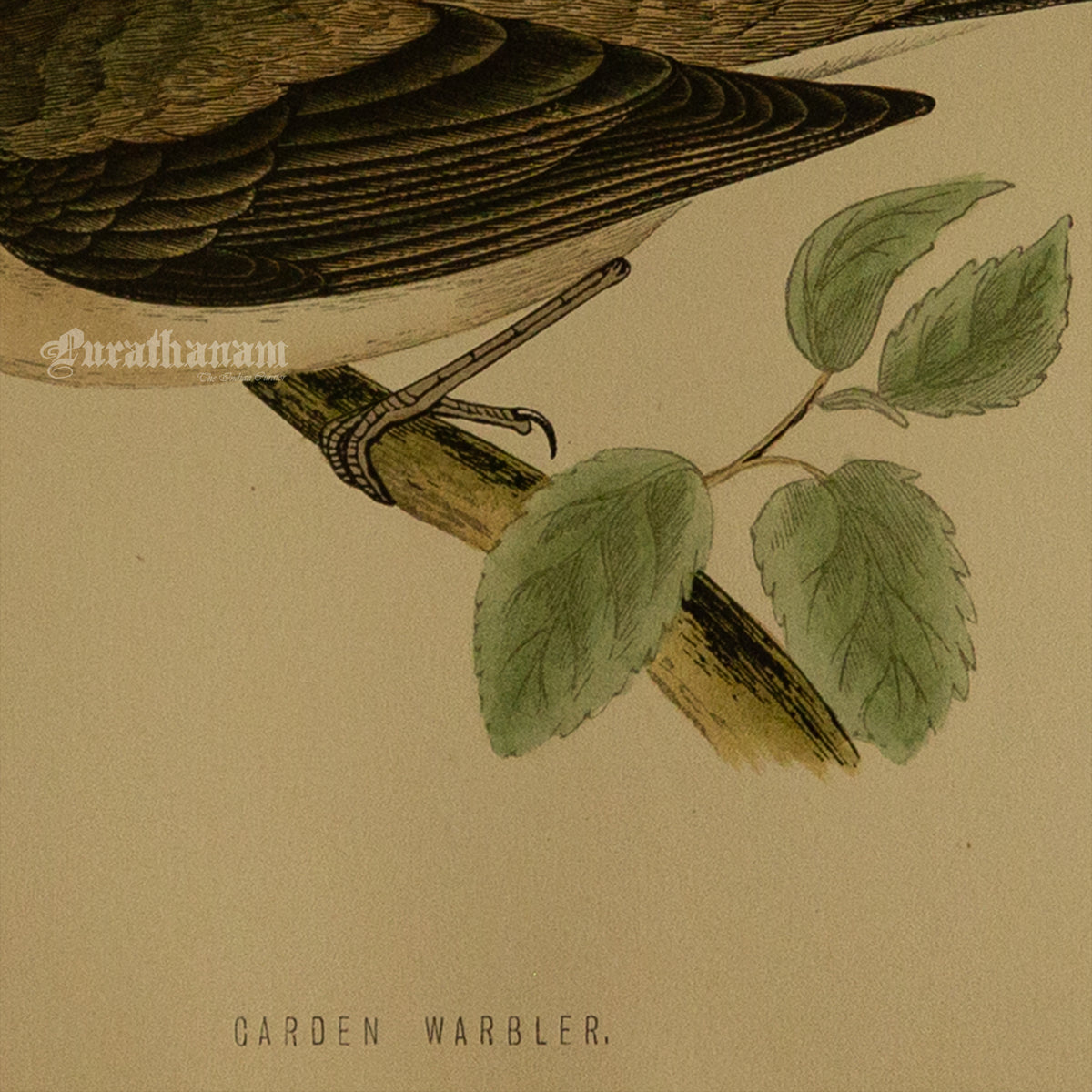 Bird - Garden Warbler - Hand-Coloured Wood Engraving - Bird Art / Avian Art