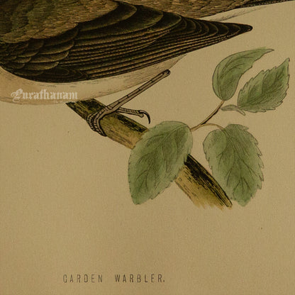 Bird - Garden Warbler - Hand-Coloured Wood Engraving - Bird Art / Avian Art