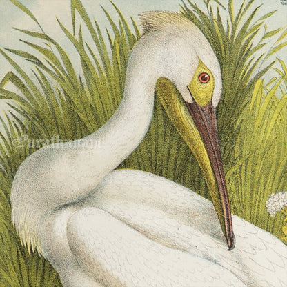 Bird - Chromo lithograph print (Plate - LI) by Theodore Jasper -  Bird Art / Avian Art