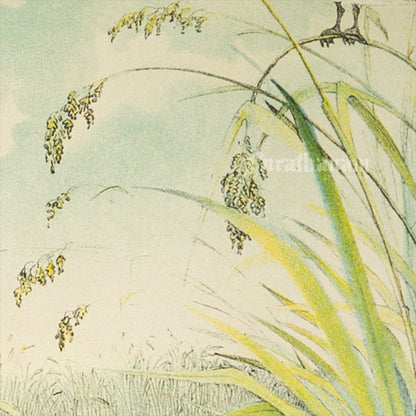 Bird - Chromo lithograph print (Plate - VIII) by Theodore Jasper -  Bird Art / Avian Art