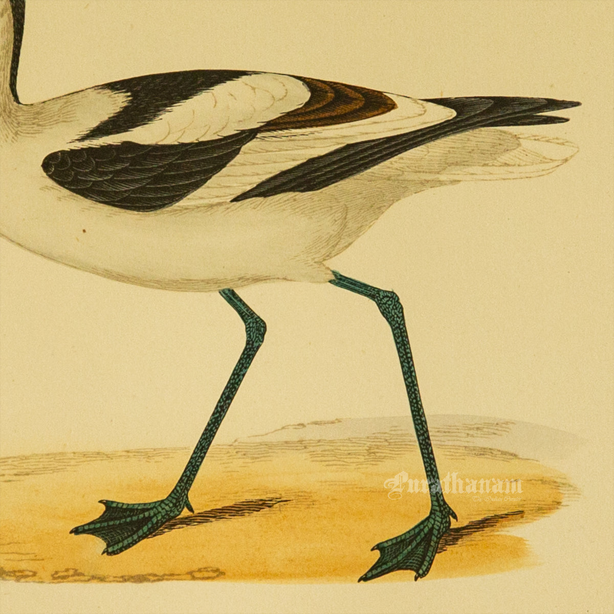 Bird -Avocet - Hand-Coloured Wood Engraving - Bird Art / Avian Art