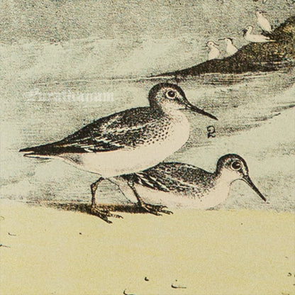 Bird - Chromo lithograph print (Plate - XI) by Theodore Jasper -  Bird Art / Avian Art