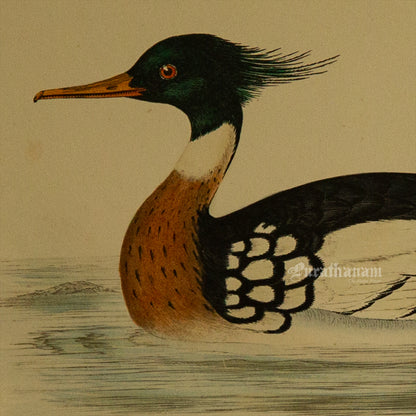 Bird -Red Breasted Merganser - Hand-Coloured Wood Engraving - Bird Art / Avian Art