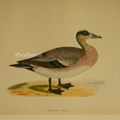 Bird -American Wigeon - Hand-Coloured Wood Engraving - Bird Art / Avian Art