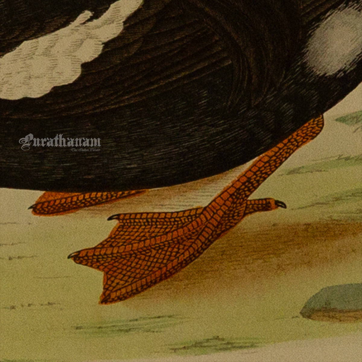 Bird - King Duck - Hand-Coloured Wood Engraving - Bird Art / Avian Art