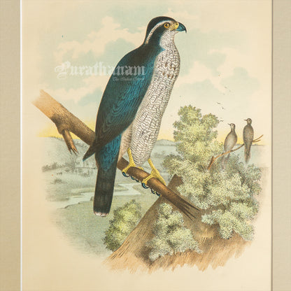 Bird - Chromo lithograph print (Plate - XX) by Theodore Jasper -  Bird Art / Avian Art