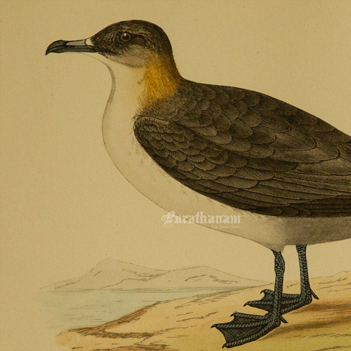 Bird -Richardson’s  Skua - Hand-Coloured Wood Engraving - Bird Art / Avian Art