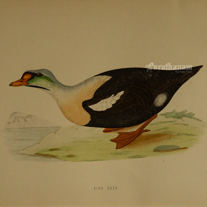 Bird - King Duck - Hand-Coloured Wood Engraving - Bird Art / Avian Art