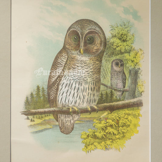 Bird - Barred Owl Chromo lithograph print (Plate - XXII) by Theodore Jasper -  Bird Art / Avian Art