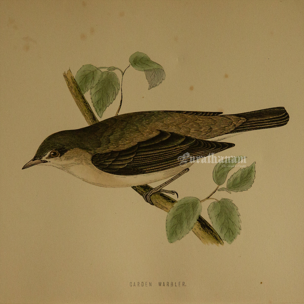 Bird - Garden Warbler - Hand-Coloured Wood Engraving - Bird Art / Avian Art