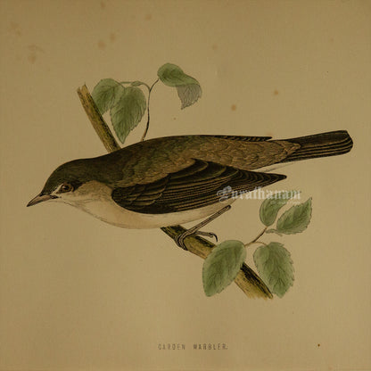Bird - Garden Warbler - Hand-Coloured Wood Engraving - Bird Art / Avian Art