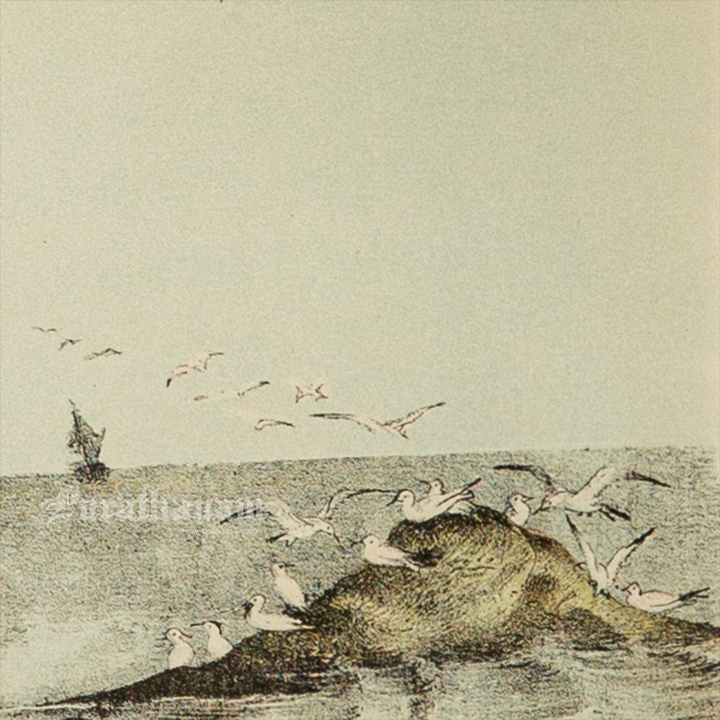 Bird - Chromo lithograph print (Plate - XI) by Theodore Jasper -  Bird Art / Avian Art