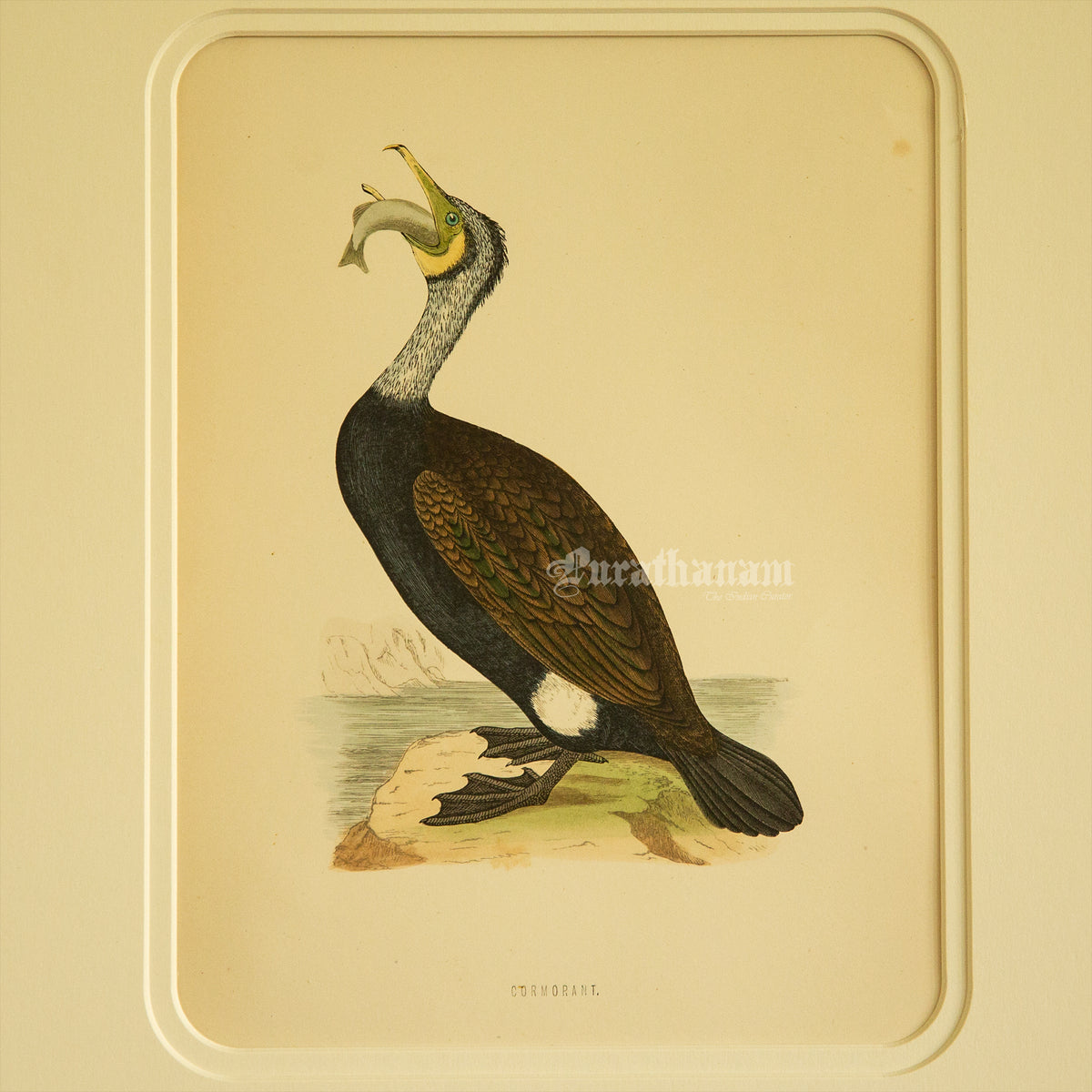 Bird - Cormorant - Hand-Coloured Wood Engraving - Bird Art / Avian Art