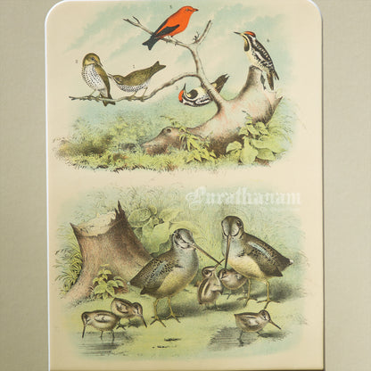 Bird - Chromo lithograph print (Plate - IX) -  Bird Art / Avian Art