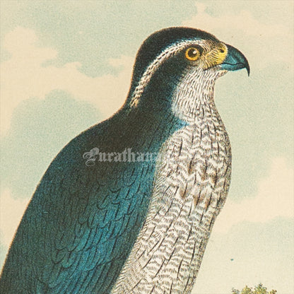 Bird - Chromo lithograph print (Plate - XX) by Theodore Jasper -  Bird Art / Avian Art