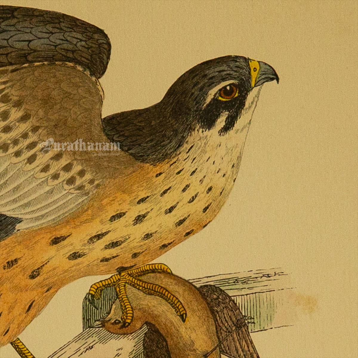Bird - Hobby- Hand-Coloured Wood Engraving - Bird Art / Avian Art