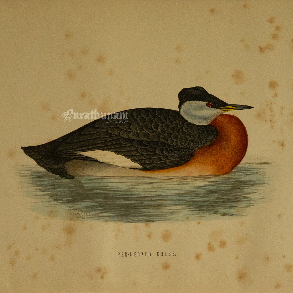Bird -Eared Grebe - Hand-Coloured Wood Engraving - Bird Art / Avian Art