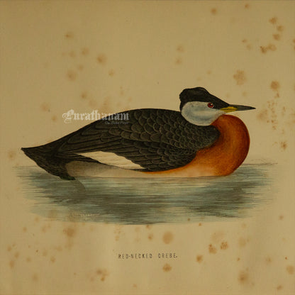 Bird -Eared Grebe - Hand-Coloured Wood Engraving - Bird Art / Avian Art