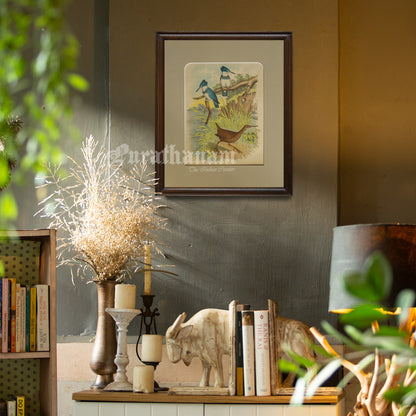 Bird - Chromo lithograph print (Plate - XIX) by Theodore Jasper -  Bird Art / Avian Art