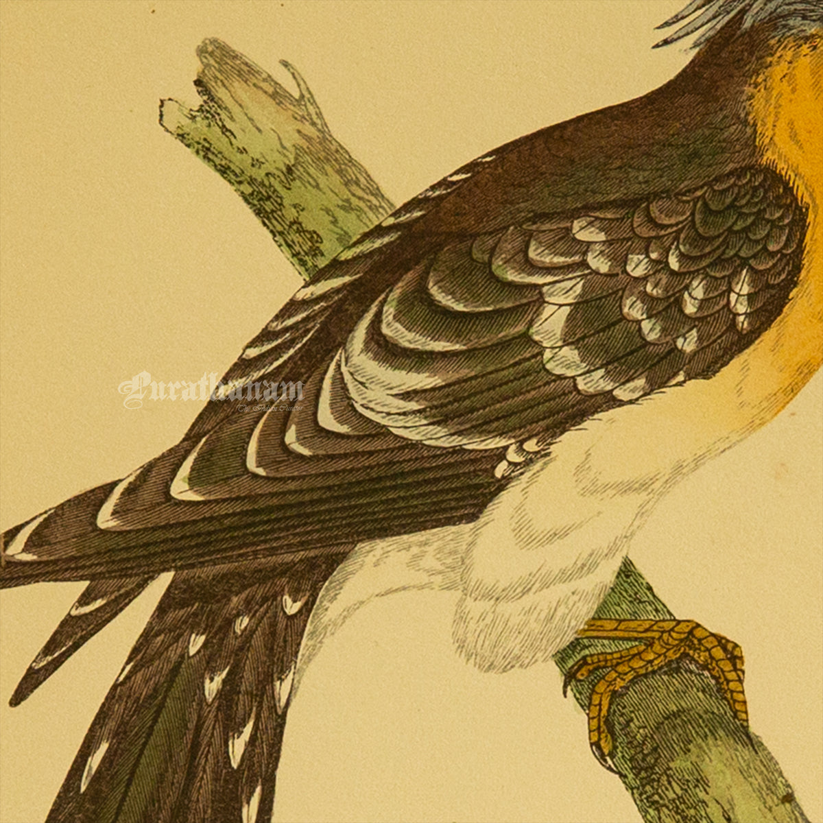 Bird - Great spotted Cuckoo- Hand-Coloured Wood Engraving - Bird Art / Avian Art