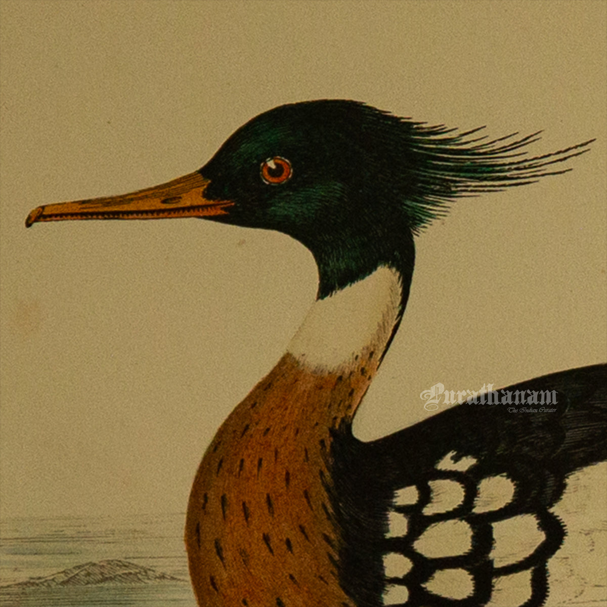 Bird -Red Breasted Merganser - Hand-Coloured Wood Engraving - Bird Art / Avian Art